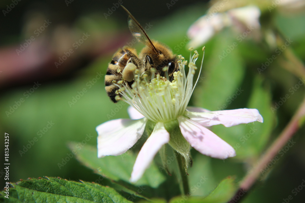 Kwiat jeżyny i pszczoła - obrazy, fototapety, plakaty 