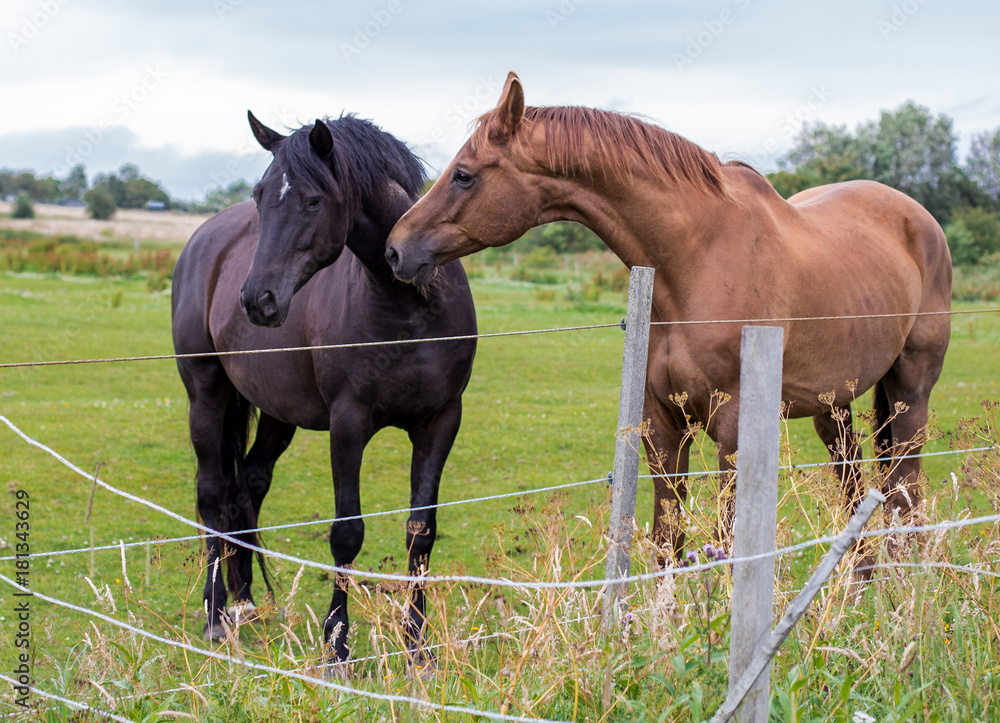 Fototapeta premium horses on the meadow