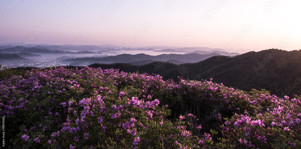 Fototapeta premium 산 정상에서 본 철쭉꽃과 운해