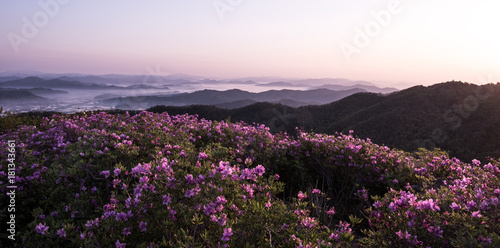 산 정상에서 본 철쭉꽃과 운해