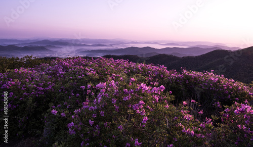 산 정상에서 본 철쭉꽃과 운해 © sephoto