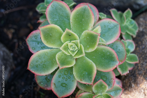 Rain drops on small succulent plant