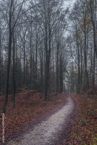 Forest path with trees on misty autumn season