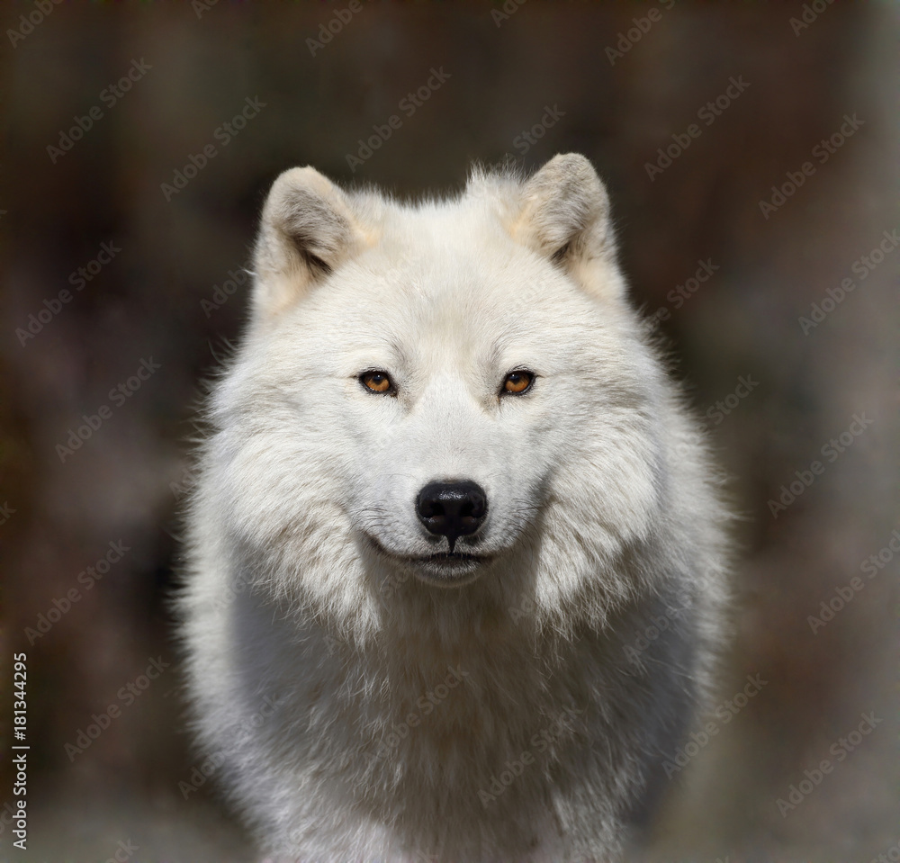 Fototapeta premium arktyczny wilk we mgle