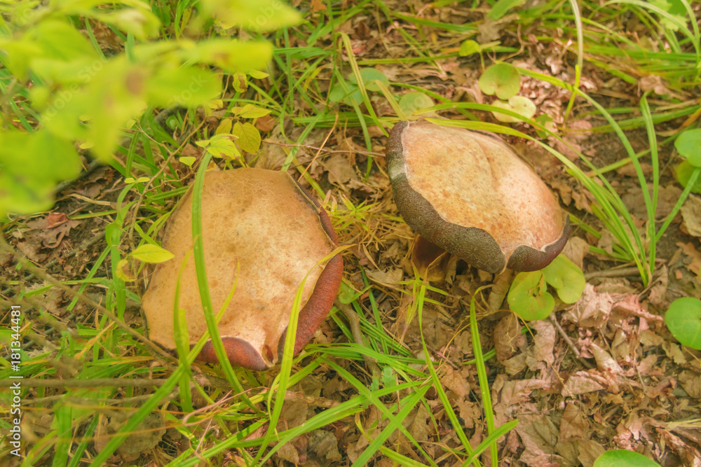 Mushroom in the forest among the green grass Mushroom in the forest among the green grass