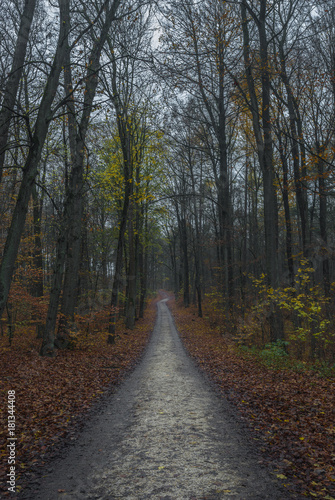 Path in dark autumn forest