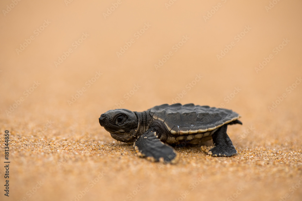 Obraz premium Olive ridley turtle baby
