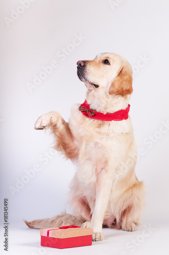 Golden retriever in Christmas style