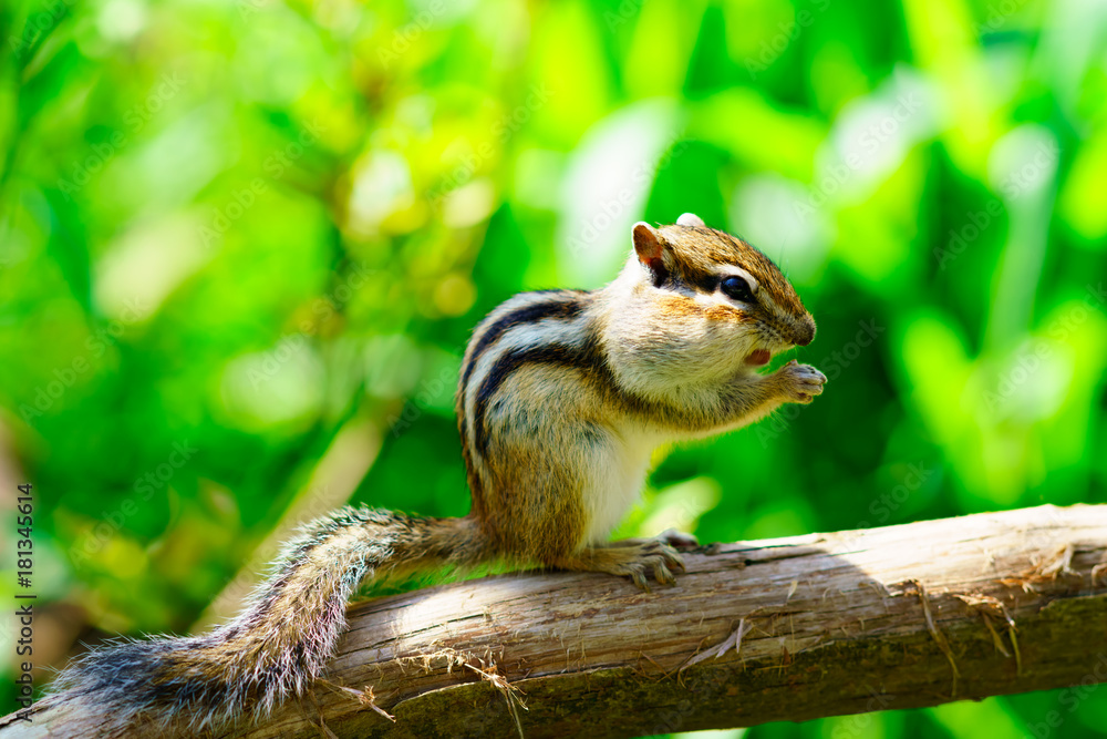 Obraz premium りす物語