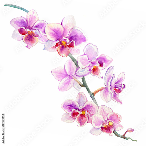 Orchid flowers watercolor hand drawn botanical illustration isolated on white background for design pattern  package cosmetic  greeting card  wedding invitation  florist shop  printing  beauty salon