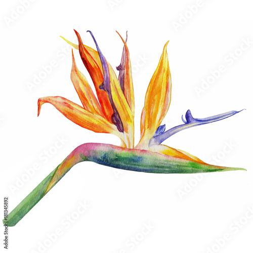 Obraz na plátně Bird of paradise flower, Strelitzia reginae, crane flower hand drawn botanical i