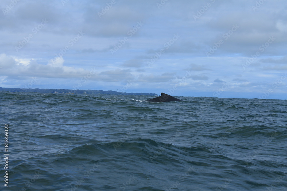 Fototapeta premium Whale on the ocean pacific