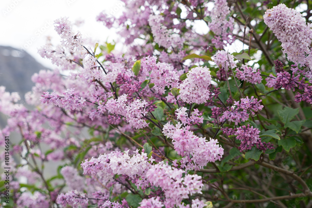 Rosa Flieder in isländischer Berglandschaft Rosa Flieder in isländischer Berglandschaft