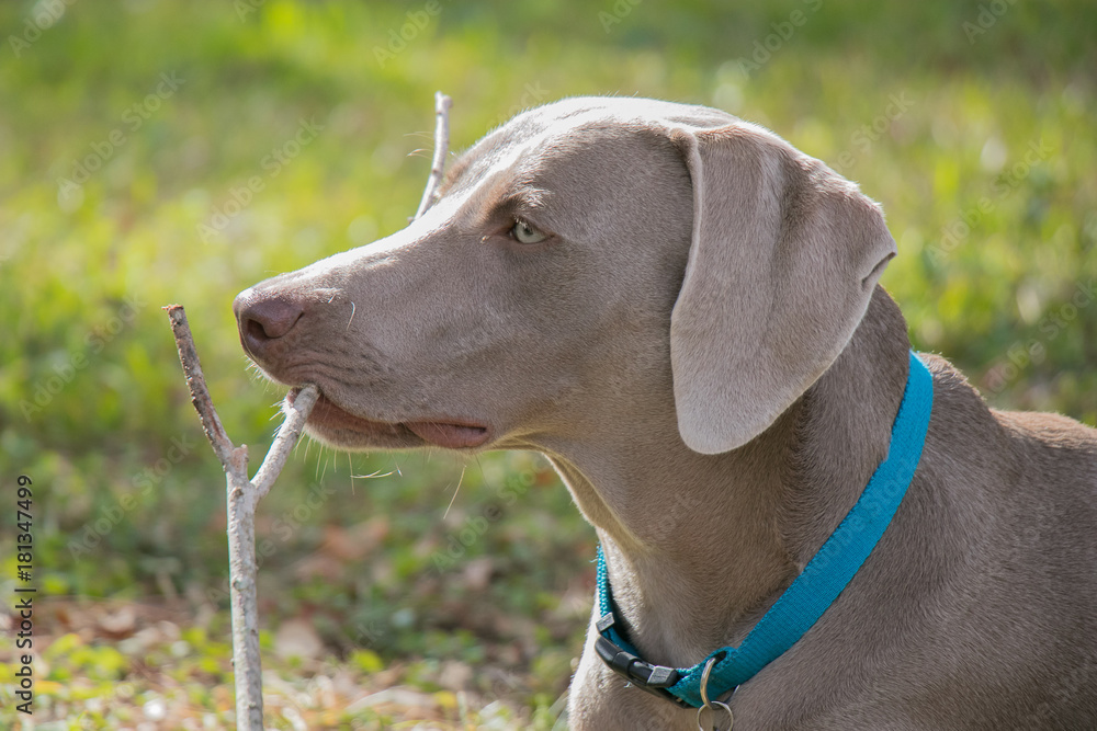 Weimaraner with Stick