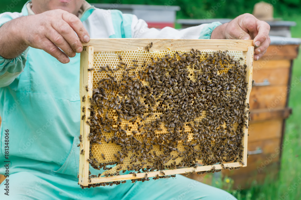 The beekeeper holds a honey cell with bees in his hands. Apiculture. Apiary. The beekeeper holds a honey cell with bees in his hands. Apiculture. Apiary.