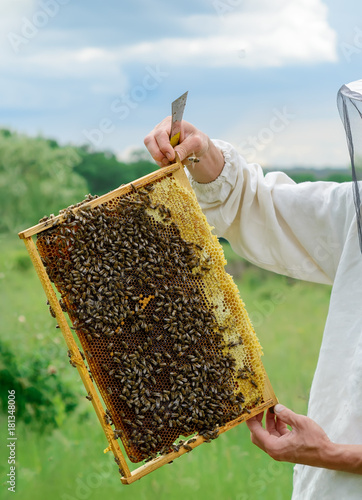 The beekeeper holds a honey cell with bees in his hands. Apiculture. Apiary.