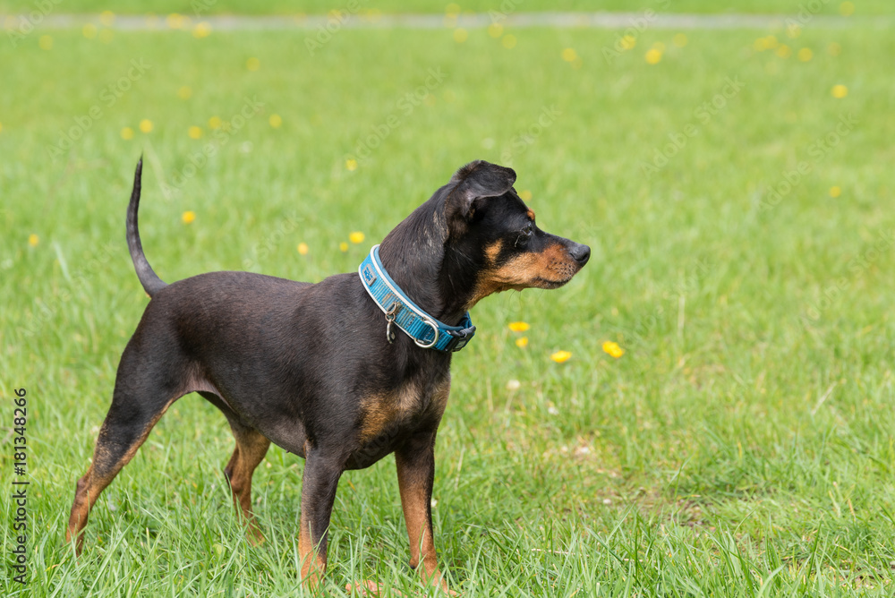 aufmerksamer kleiner Hund in der Wiese