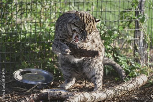 Eurasian Wildcat Playing With A Stick In Captivity photo