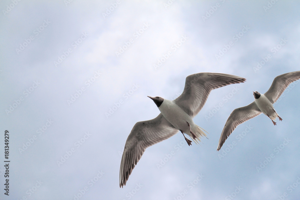 Obraz premium Möwe_