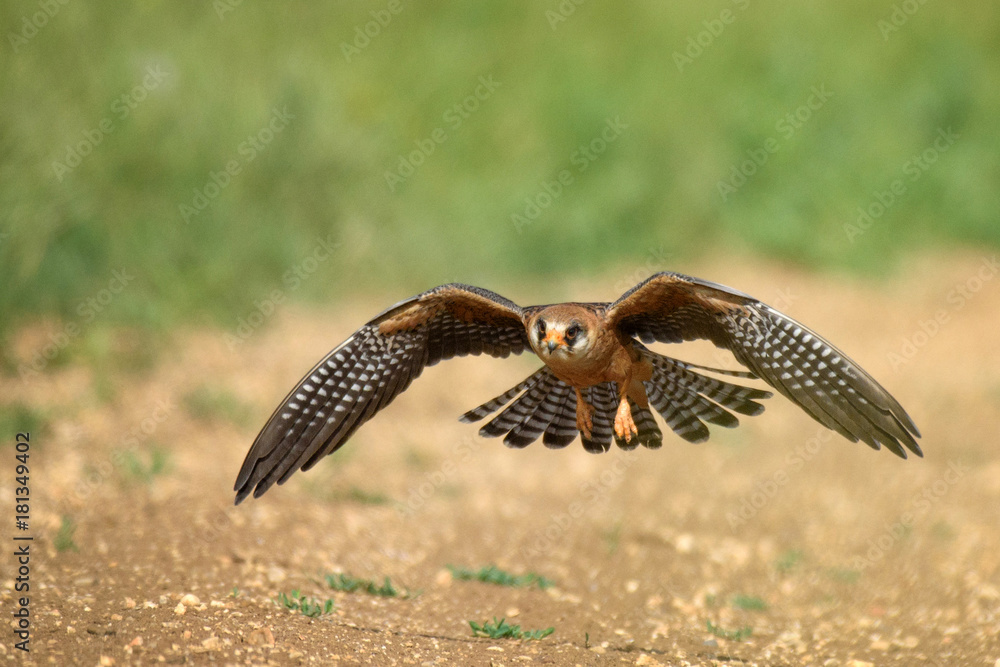 Fototapeta premium The red-footed Falcon in flight, (Falco vespertinus)