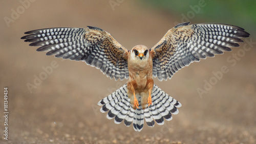 Obraz na plátně The red-footed Falcon in flight, (Falco vespertinus)