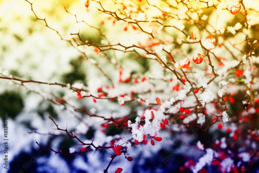 Winter time - frosted landscape with red berries and fresh snow, retro toned Winter time - frosted landscape with red berries and fresh snow, retro toned