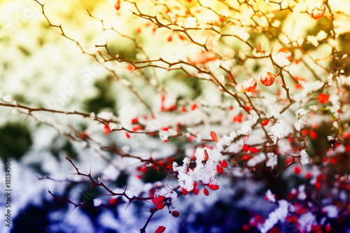 Winter time - frosted landscape with red berries and fresh snow, retro toned