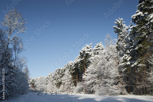 Fototapeta Naklejka Na Ścianę i Meble -  Sunny winter landscape in the forest