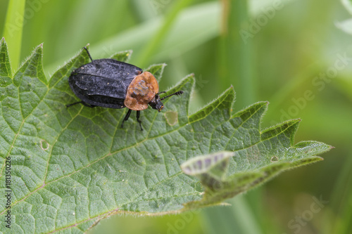 Large carrion beetle, Oiceoptoma thoracicum