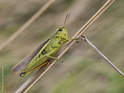 Grasshopper, Stethophyma grossum