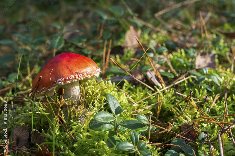 Fly agaric in the moss, Amanita muscaria Fly agaric in the moss, Amanita muscaria