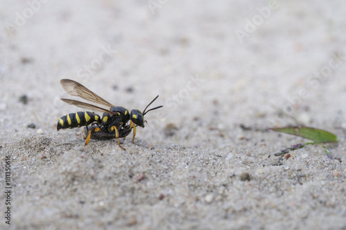 Wasp, Cerceris arenaria