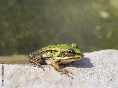Common frog, Rana temporaria