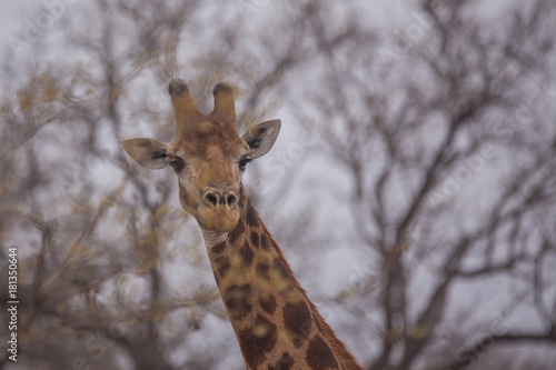 Giraffe © hopfi23
