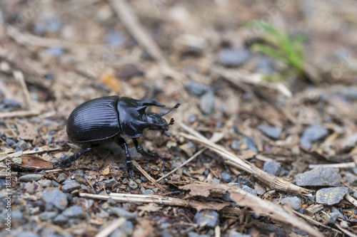 Earth-boring dung beetles, Typhaeus typhoeus