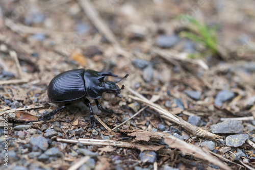 Earth-boring dung beetles  Typhaeus typhoeus