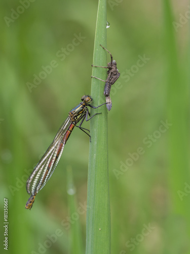 Large red damselfly, Pyrrhosoma nymphula