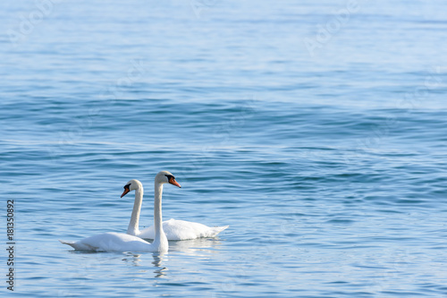 Two swan on turquoise water