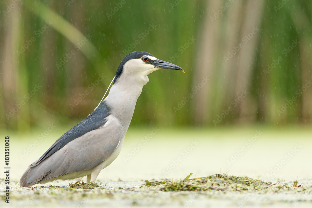 Obraz premium Black-crowned Night Heron