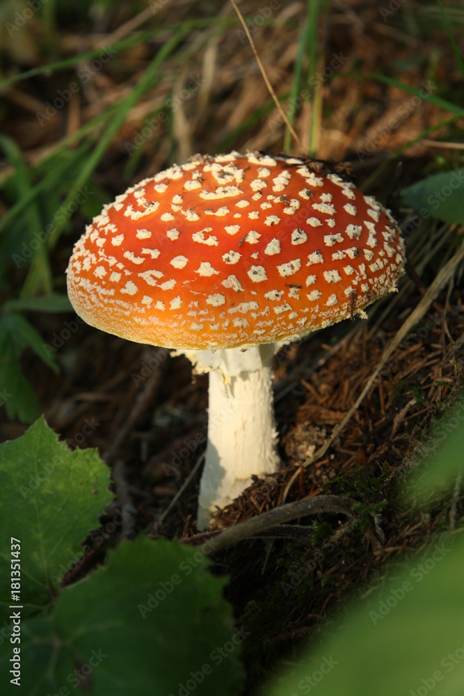 Beautiful toadstool in the evening light Beautiful toadstool in the evening light