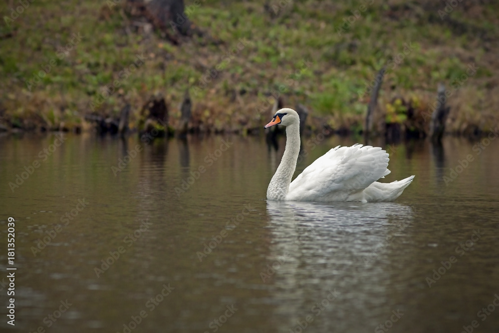 Obraz premium graceful white Swan swimming in the lake