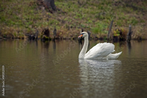 graceful white Swan swimming in the lake