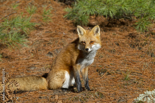 Red fox (Vulpes vulpes) standing in the pine needles in autumn in Algonquin Park, Canada © Jim Cumming