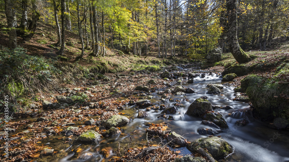forest in autumn in the Pyrenees.