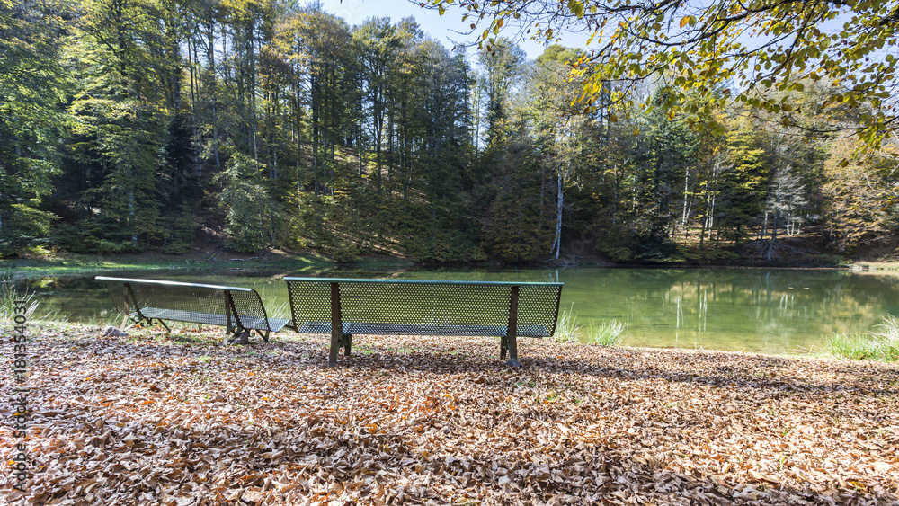 forest in autumn in the Pyrenees.