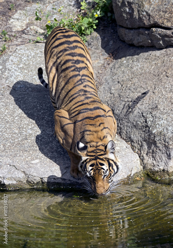 Fototapeta Naklejka Na Ścianę i Meble -  Indochinese tiger. Latin name - Panther tigris corbetti
