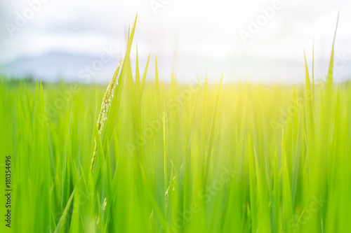 green field with sun light beautiful of rice leaf for nature background