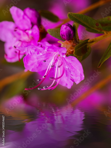 Closeup Rhododendron dauric...