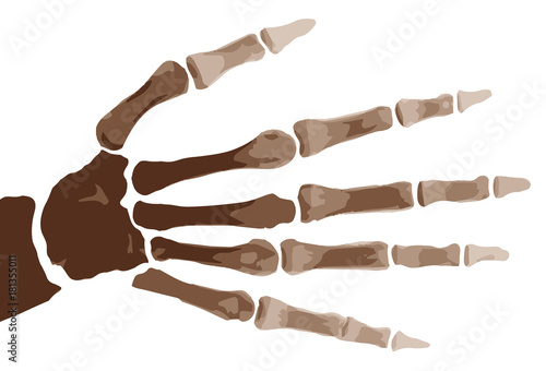 Isolated Boney Hand