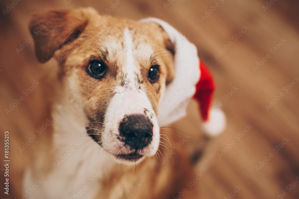dog in santa hat. merry christmas and happy new year concept. space for text. cute brown dog in red hat sitting in stylish room with adorable look. happy holidays dog in santa hat. merry christmas and happy new year concept. space for text. cute brown dog in red hat sitting in stylish room with adorable look. happy holidays